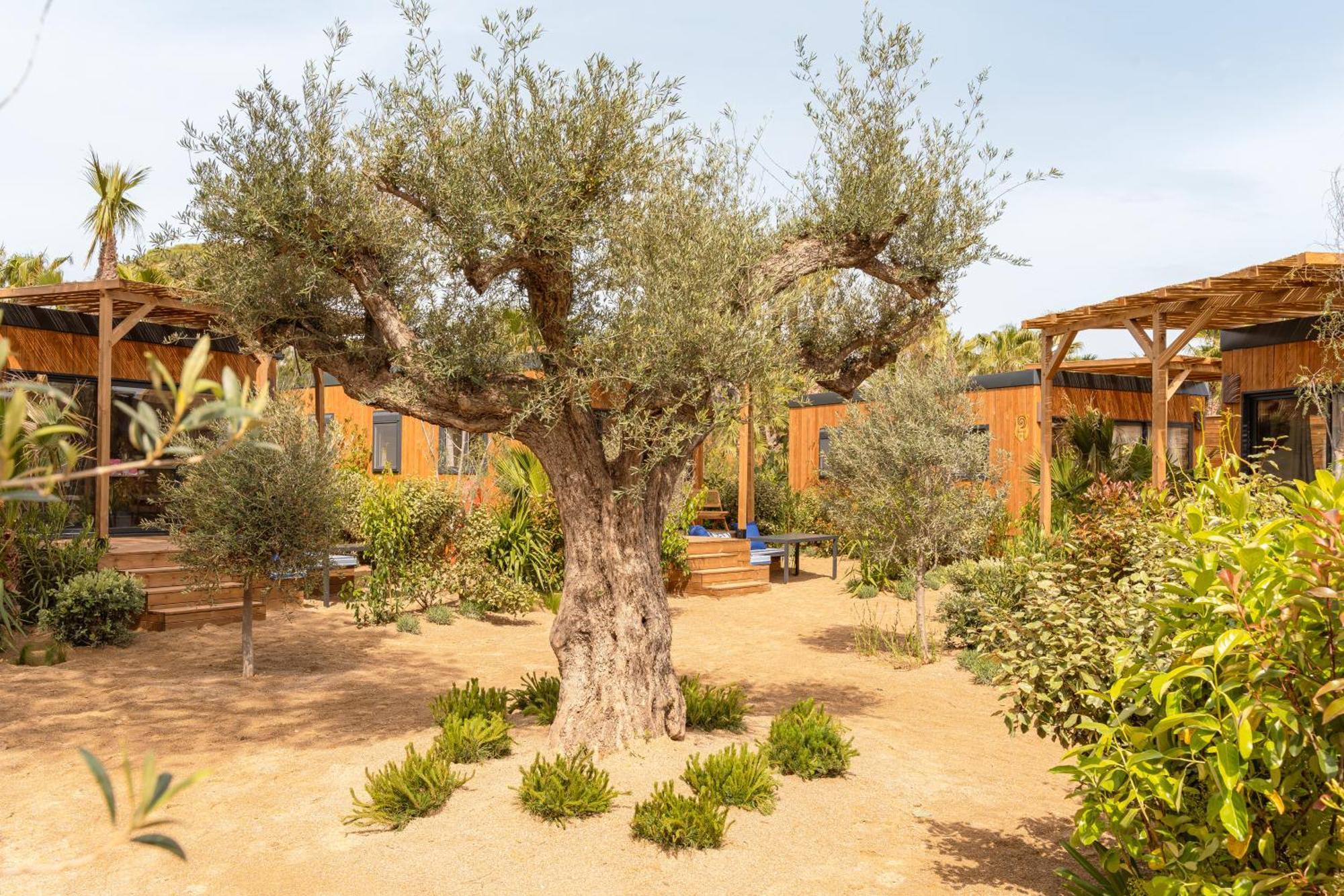 Toison D'Or Ξενοδοχείο Ramatuelle Εξωτερικό φωτογραφία Olive trees in the garden of the hotel